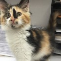 Pets of the Week 10-22-15