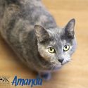 Pets of the Week 3-20-17